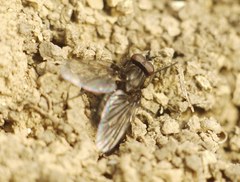 Diptera