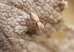 Oxyopes lineatus
