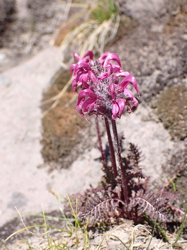 Image of Ducksbill Lousewort (Pedicularis ornithorhynchos) by no rights reserved