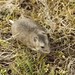 Grey Dwarf Hamster - Photo (c) Roman, some rights reserved (CC BY), uploaded by Roman
