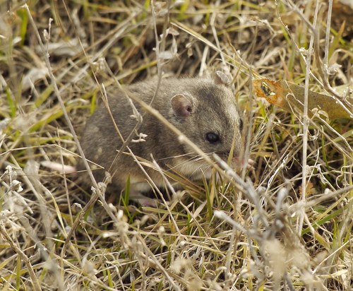 Grey Dwarf Hamster