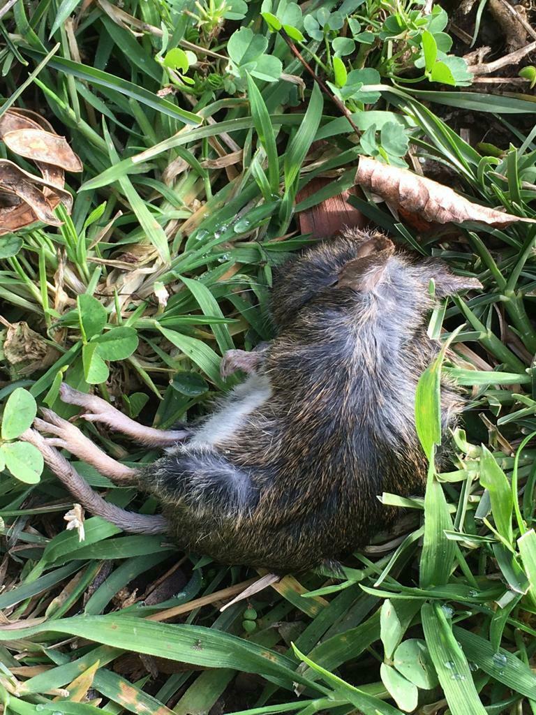 Hamsters, Voles, Lemmings, and Allies from Biobio, Bío Bío, Chile on ...