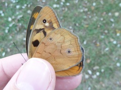 Heteronympha penelope