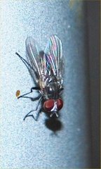 Diptera