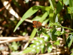 Antillea pelops