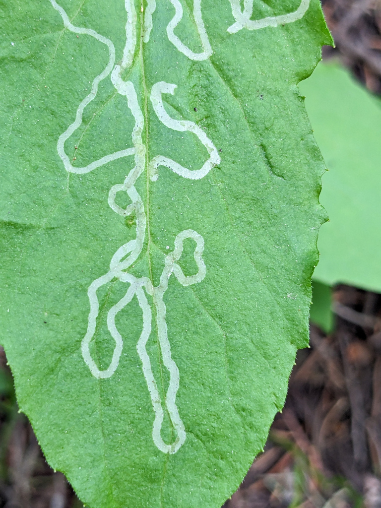 Phytomyza ciliata group
