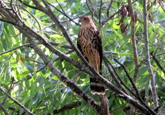 Accipiter bicolor