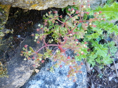 Crassula strigosa