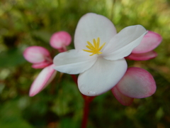 Begonia decandra