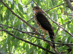 Accipiter bicolor