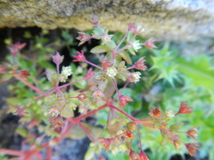 Crassula strigosa