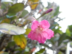 Tabebuia rigida
