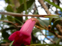 Tabebuia rigida