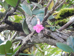Tabebuia rigida
