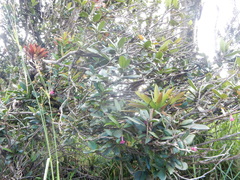 Tabebuia rigida