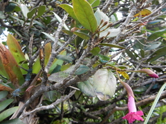 Tabebuia rigida