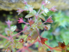 Crassula strigosa