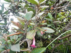 Tabebuia rigida