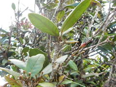 Tabebuia rigida