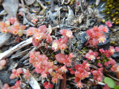Crassula strigosa