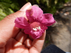 Tabebuia rigida