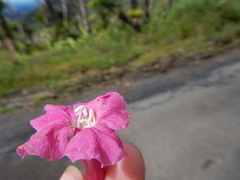 Tabebuia rigida