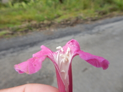 Tabebuia rigida