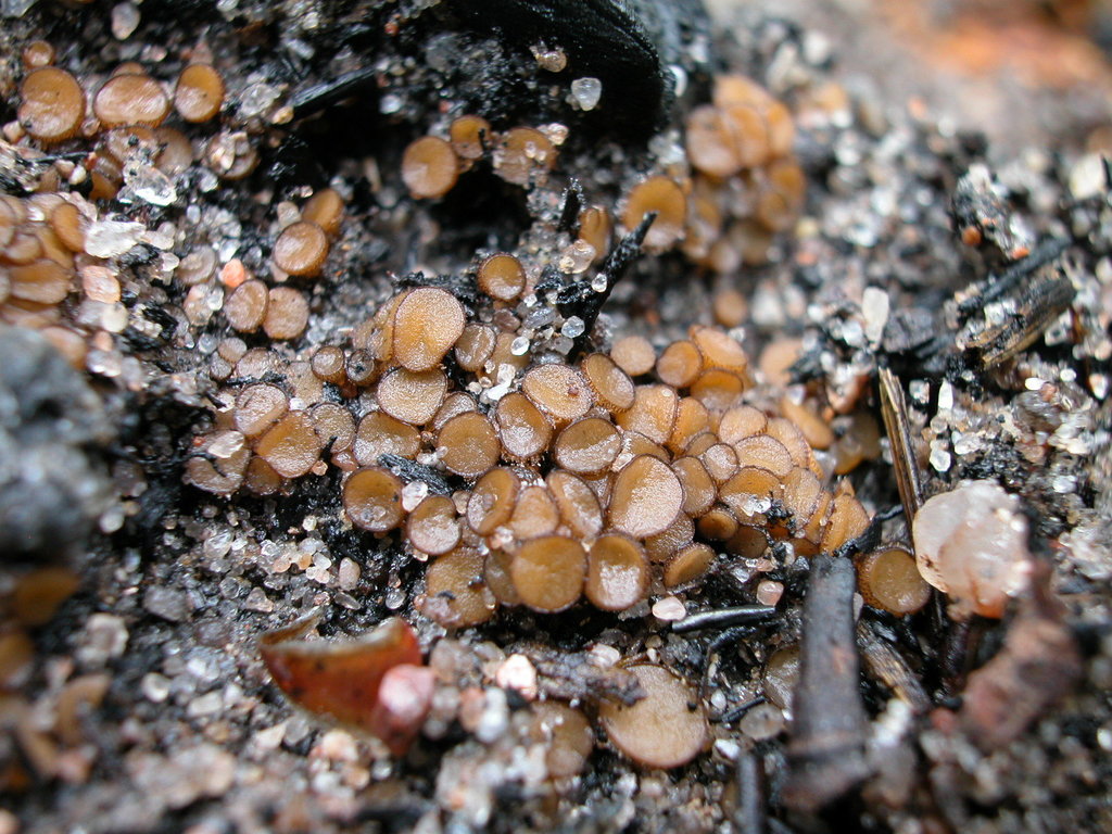 Anthracobia maurilabra