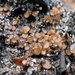 Anthracobia maurilabra - Photo (c) Eugene Popov,  זכויות יוצרים חלקיות (CC BY), הועלה על ידי Eugene Popov