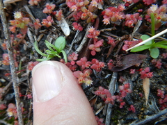 Crassula strigosa