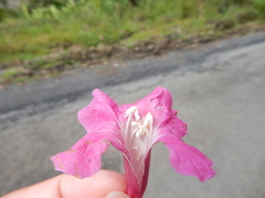Tabebuia rigida