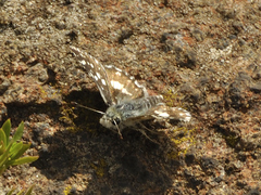 Agyllia asterodia