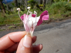 Tabebuia rigida