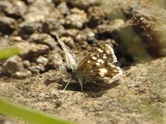Agyllia asterodia