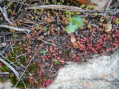 Crassula strigosa