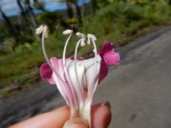 Tabebuia rigida