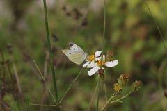 Pieris rapae crucivora