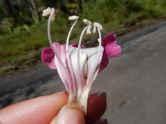 Tabebuia rigida