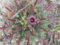 Ferocactus recurvus recurvus
