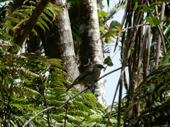 Spindalis portoricensis