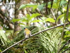 Spindalis portoricensis