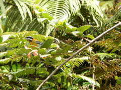 Spindalis portoricensis