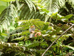 Spindalis portoricensis