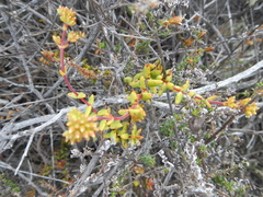 Crassula subaphylla