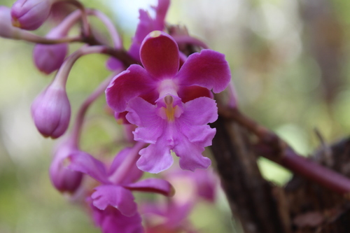 Epidendrum schweinfurthianum Correll 3