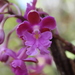 Epidendrum schweinfurthianum - Photo (c) Hermes Vega, μερικά δικαιώματα διατηρούνται (CC BY-NC), uploaded by Hermes Vega