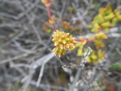 Crassula subaphylla