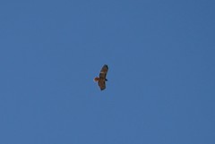 Buteo jamaicensis