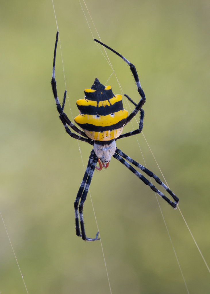 Argiope coquereli