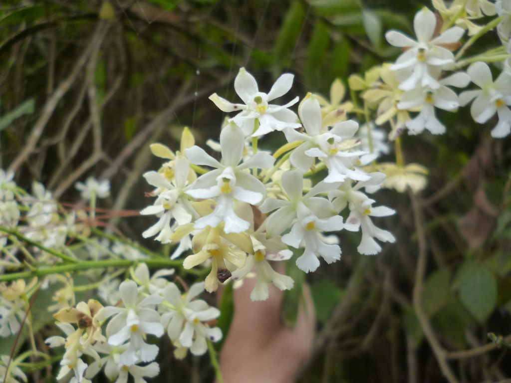 Epidendrum verrucosum Sw. 4